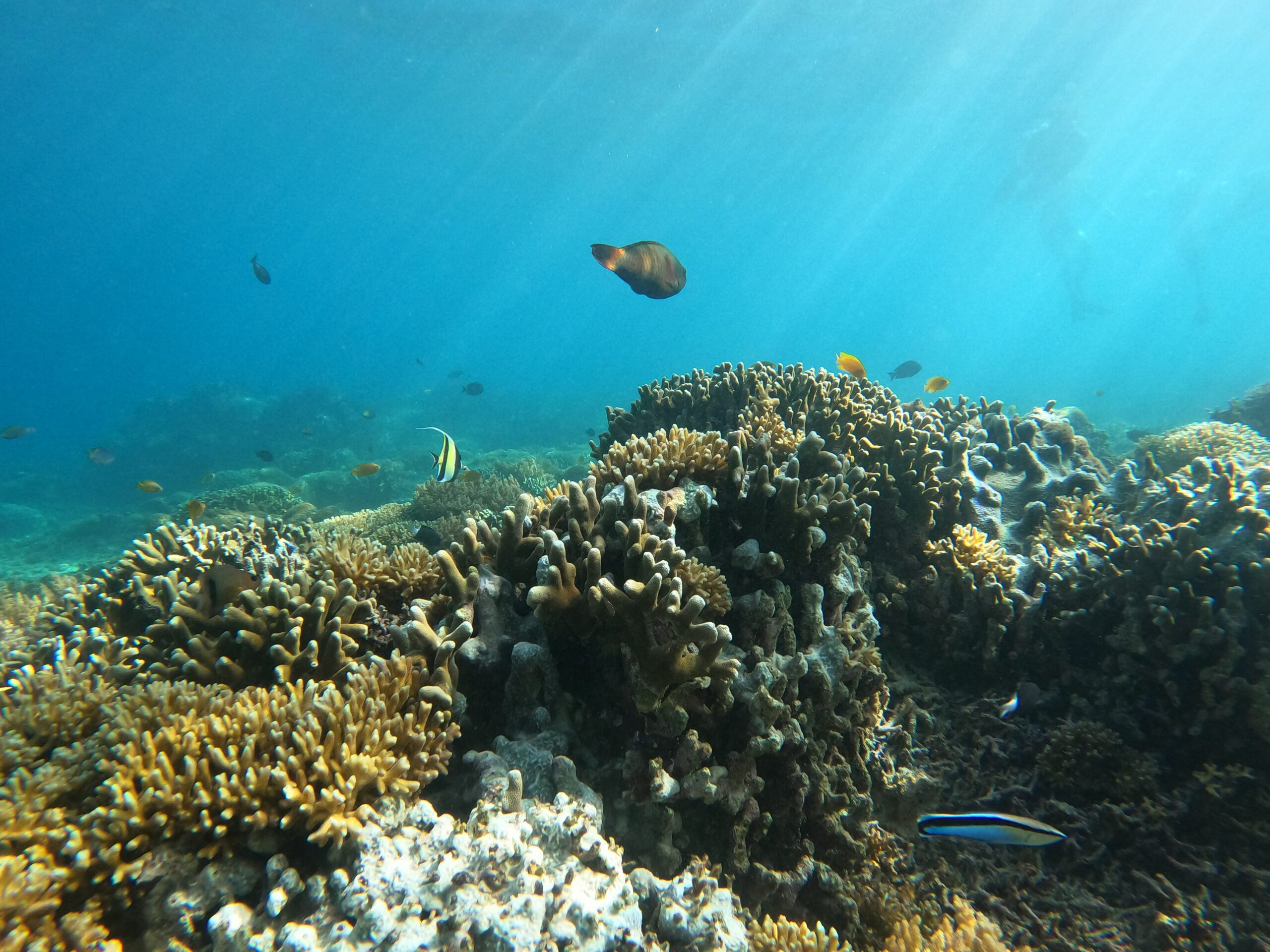 gili trawangan fish garden