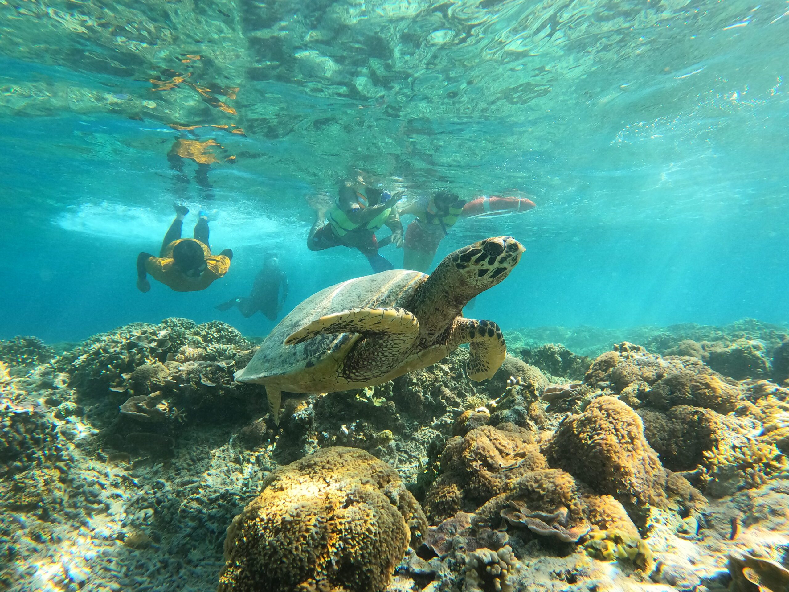 gili trawangan turtle point