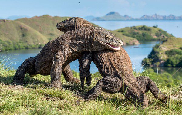 komodo trip from lombok